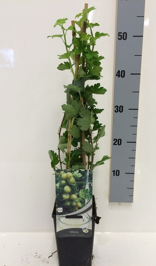  Gele Kruisbes (Ribes Uva-crispa 'Hinnonmaki Gul')