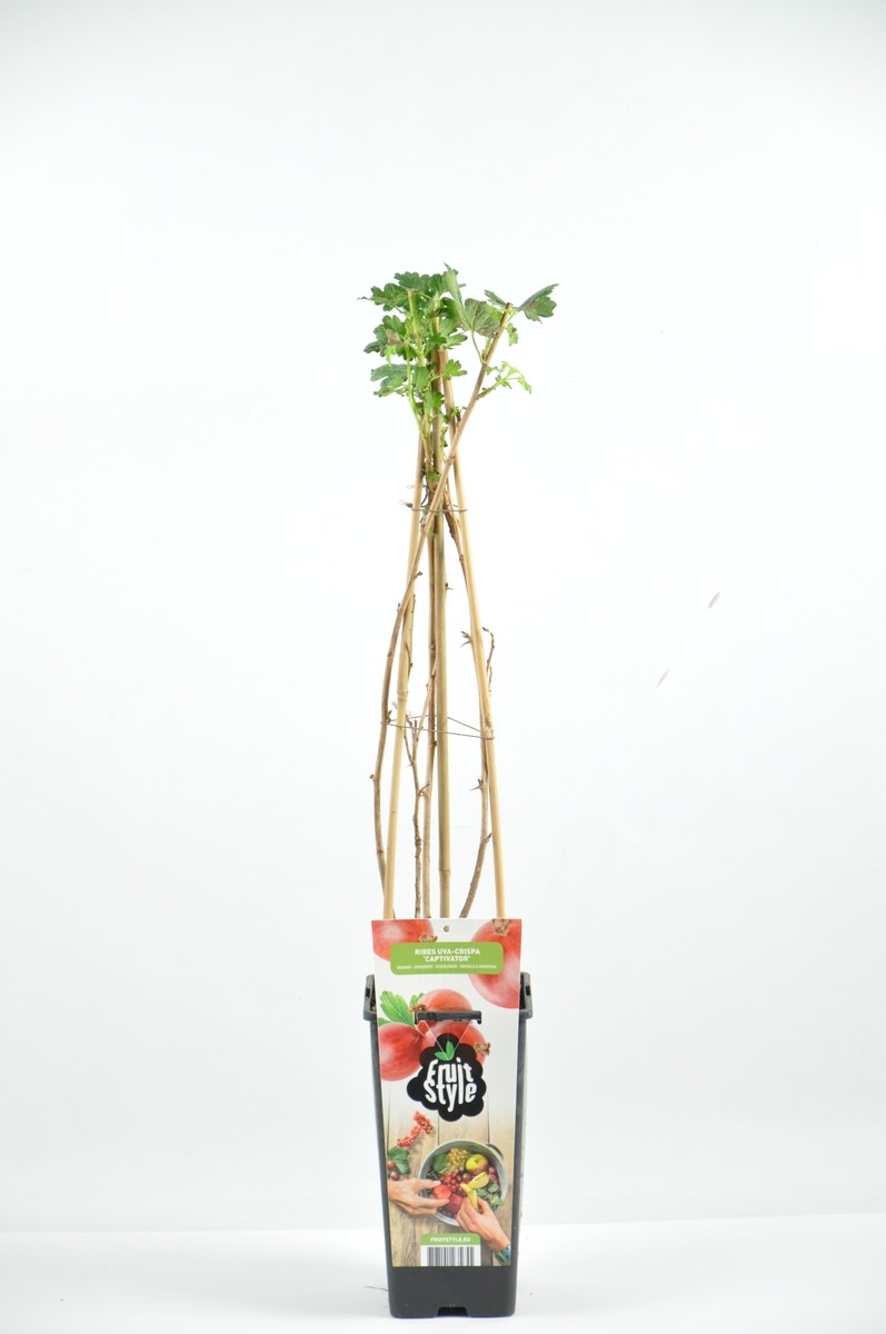  Rode Kruisbes Ribes Uva-crispa ‘Captivator’