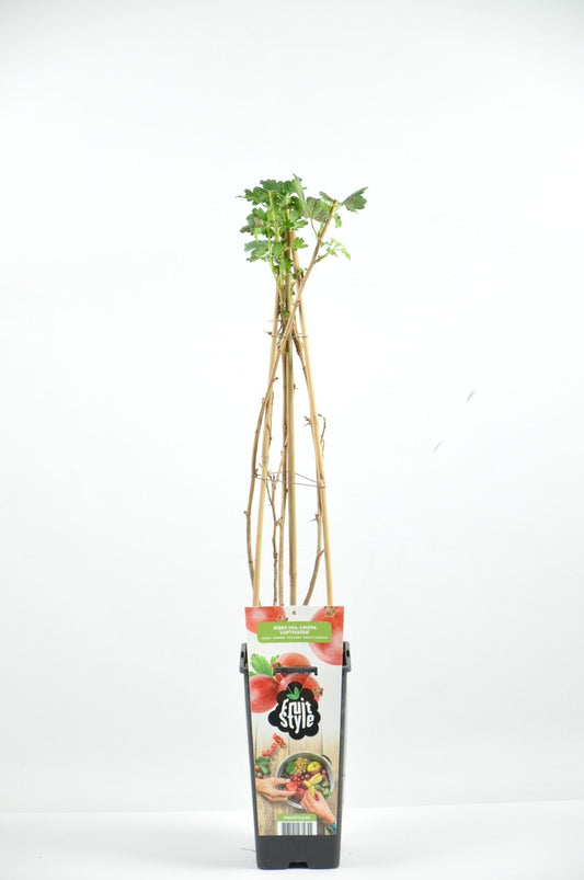  Rode Kruisbes Ribes Uva-crispa ‘Captivator’