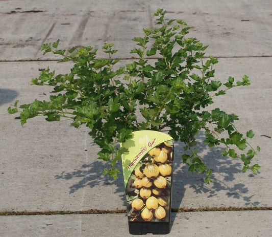  Gele Kruisbes (Ribes Uva-crispa 'Hinnonmaki Gul')