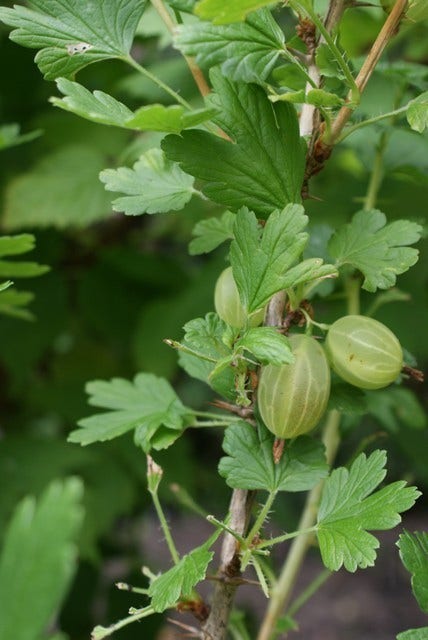  Groene Kruisbes (Ribes Uva-crispa 'Hinnonmaki Grön')