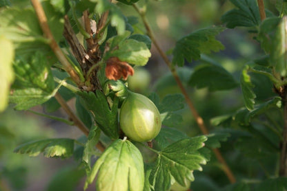  Groene Kruisbes (Ribes Uva-crispa 'Hinnonmaki Grön')