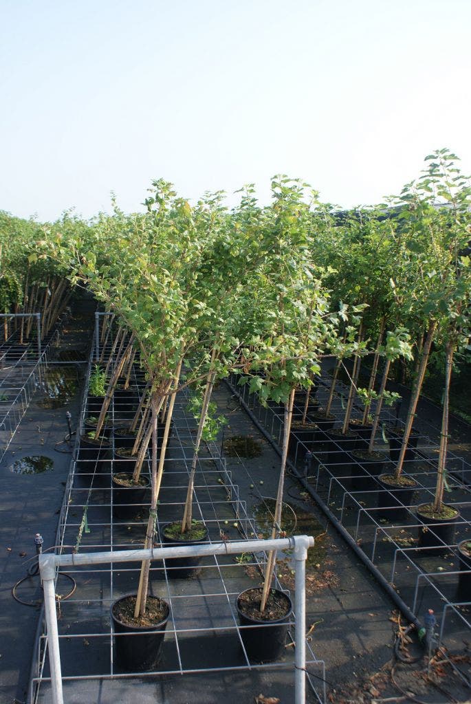  Gele Kruisbes (Ribes Uva-crispa 'Hinnonmaki Gul')