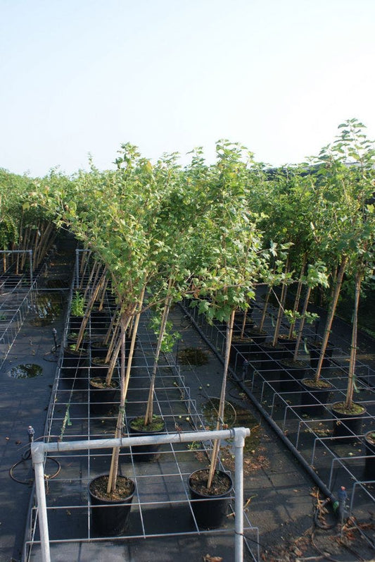  Rode Kruisbes Op Stam (Ribes Uva-crispa 'Hinnonmaki Röd')