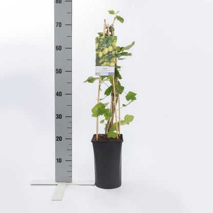  Kruisbes (Ribes Uva-crispa 'Invicta')