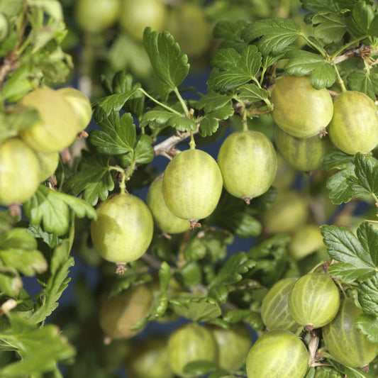  Kruisbes (Ribes Uva-crispa 'Invicta')