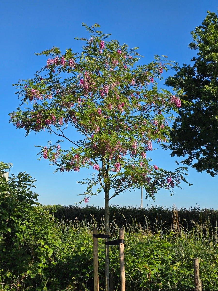  Acacia (Robinia Margaretta 'Casque Rouge')
