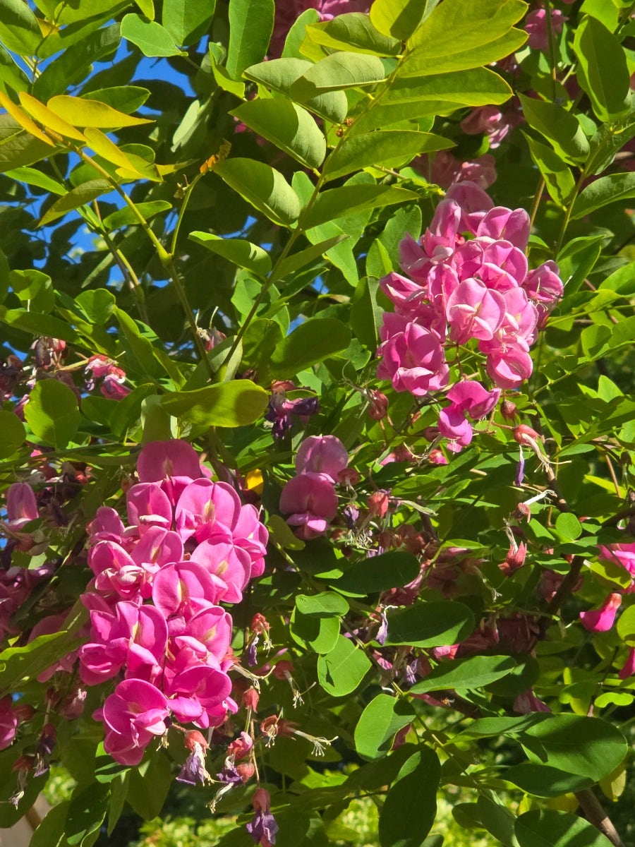  Acacia (Robinia Margaretta 'Casque Rouge')