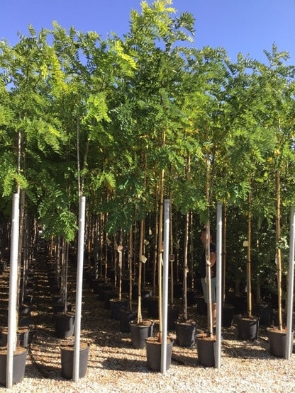  Acacia (Robinia Margaretta 'Casque Rouge')