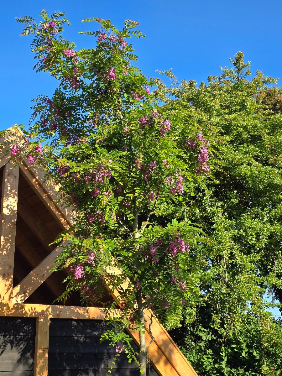  Acacia (Robinia Margaretta 'Casque Rouge')