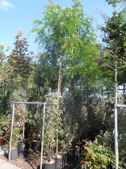  Acacia (Robinia Margaretta 'Casque Rouge')