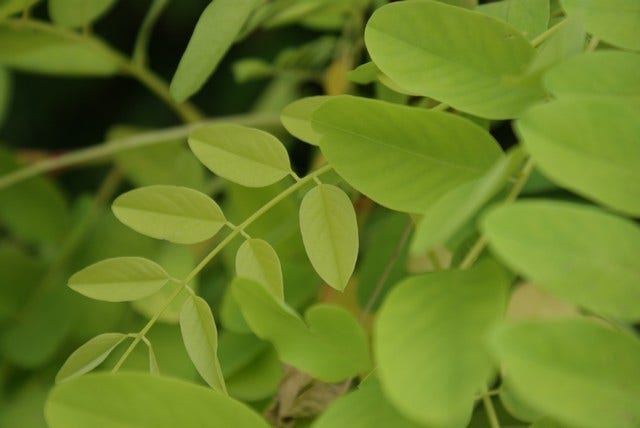 Gele Acacia (Robinia Pseudoacacia 'Frisia')