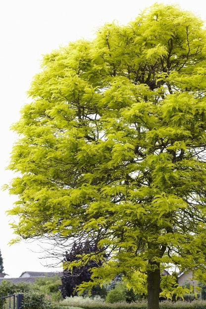  Gele Acacia (Robinia Pseudoacacia 'Frisia')