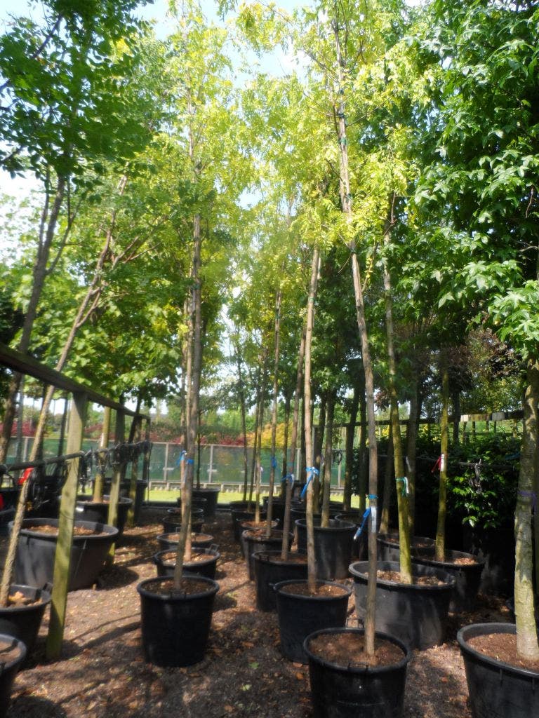  Gele Acacia (Robinia Pseudoacacia 'Frisia')
