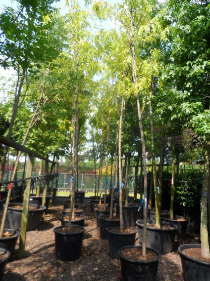  Gele Acacia (Robinia Pseudoacacia 'Frisia')