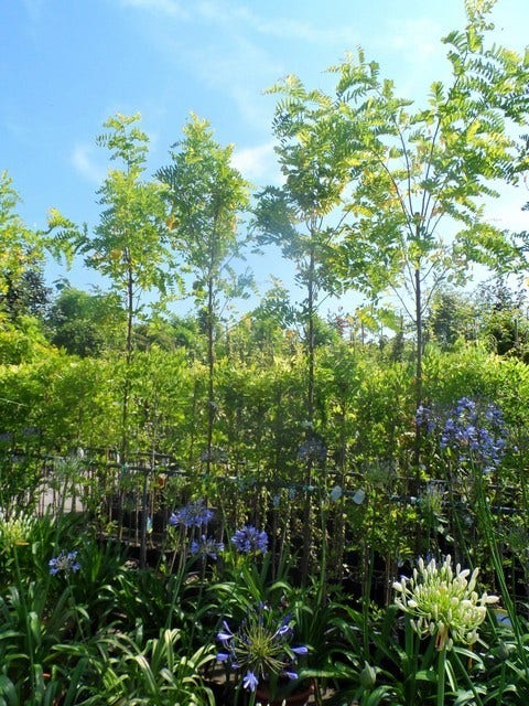  Gele Acacia (Robinia Pseudoacacia 'Frisia')