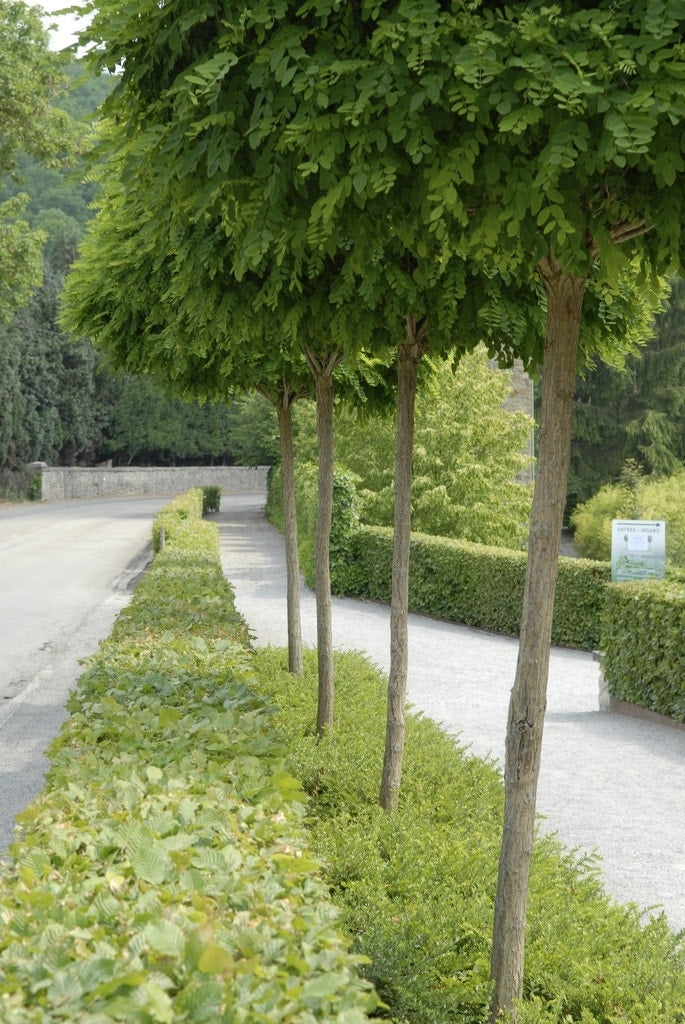  Bolacacia (Robinia Pseudoacacia 'Umbraculifera')