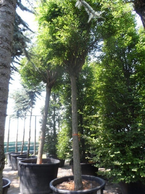  Bolacacia (Robinia Pseudoacacia 'Umbraculifera')