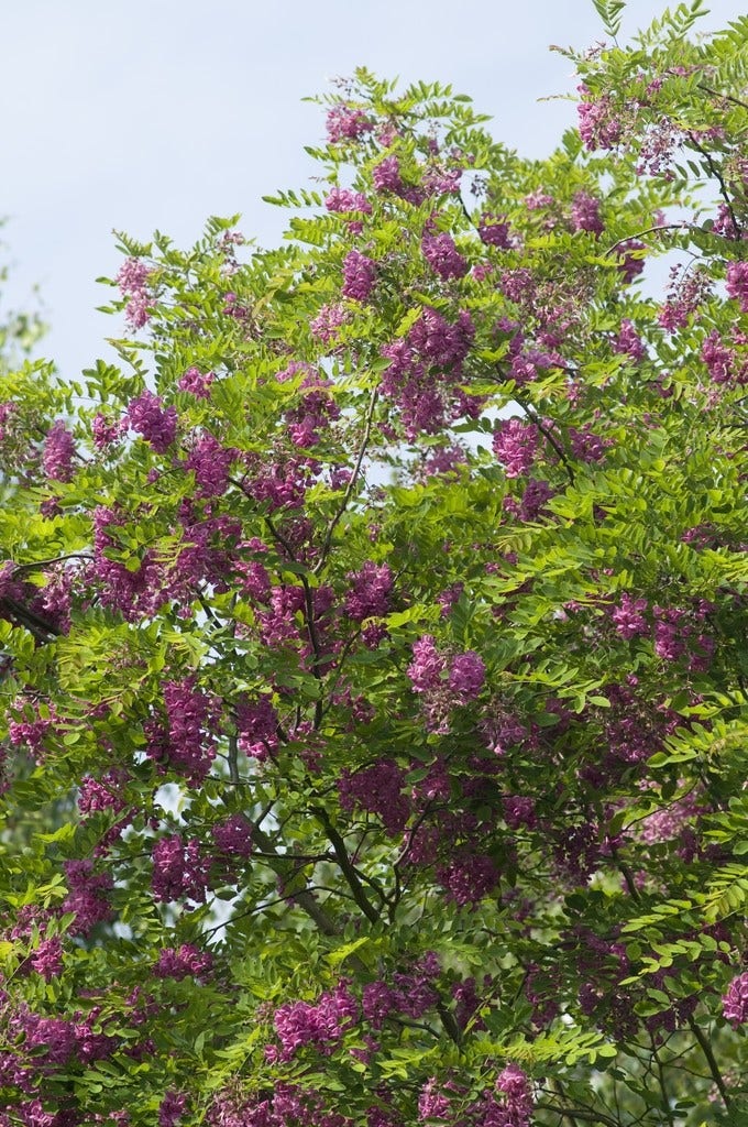  Acacia (Robinia Margaretta 'Casque Rouge')