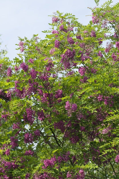  Acacia (Robinia Margaretta 'Casque Rouge')