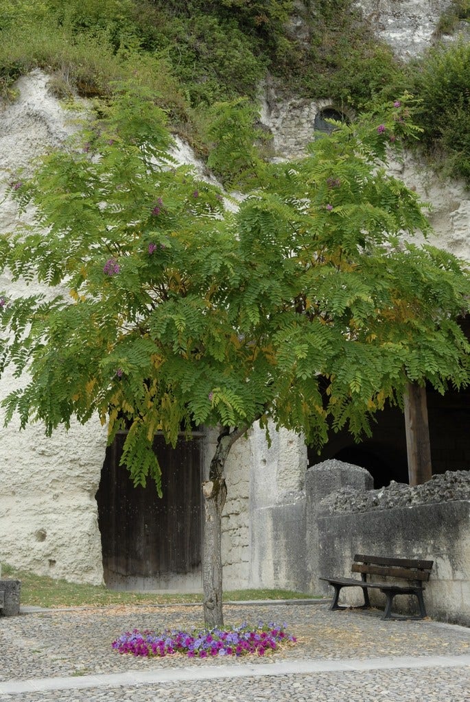 Acacia (Robinia Margaretta 'Casque Rouge')