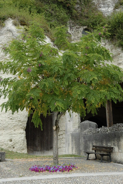  Acacia (Robinia Margaretta 'Casque Rouge')