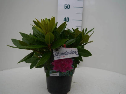  Rhododendron (Rhododendron 'Rocket')