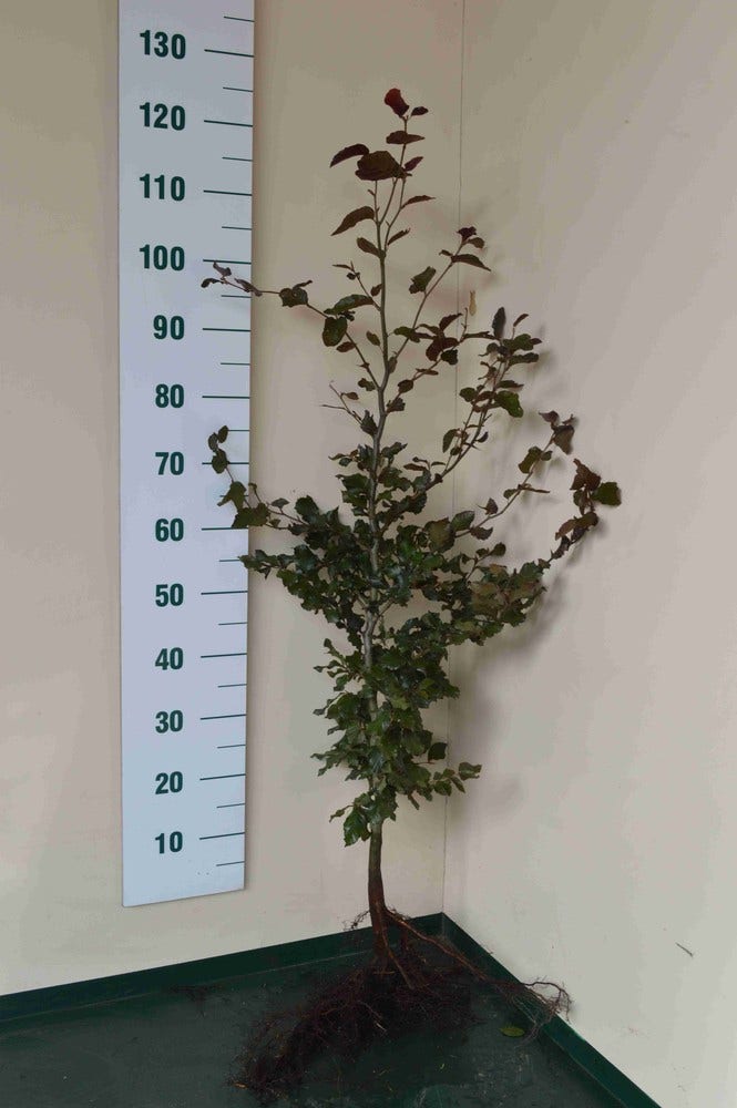  Rode Beukenhaag (Fagus Sylvatica 'Atropunicea')