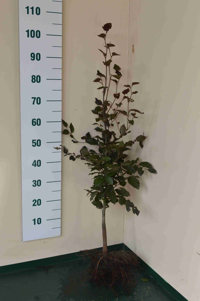  Rode Beukenhaag (Fagus Sylvatica 'Atropunicea')