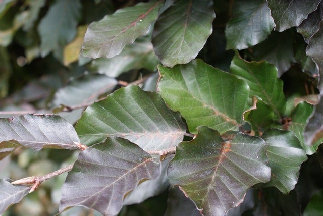  Rode Beukenhaag (Fagus Sylvatica 'Atropunicea')