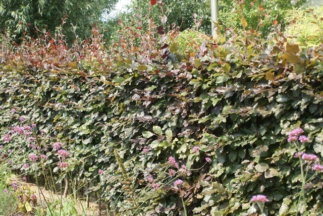  Rode Beukenhaag (Fagus Sylvatica 'Atropunicea')
