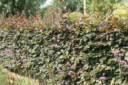  Rode Beukenhaag (Fagus Sylvatica 'Atropunicea')