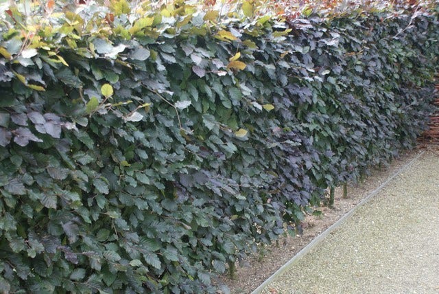  Rode Beukenhaag (Fagus Sylvatica 'Atropunicea')