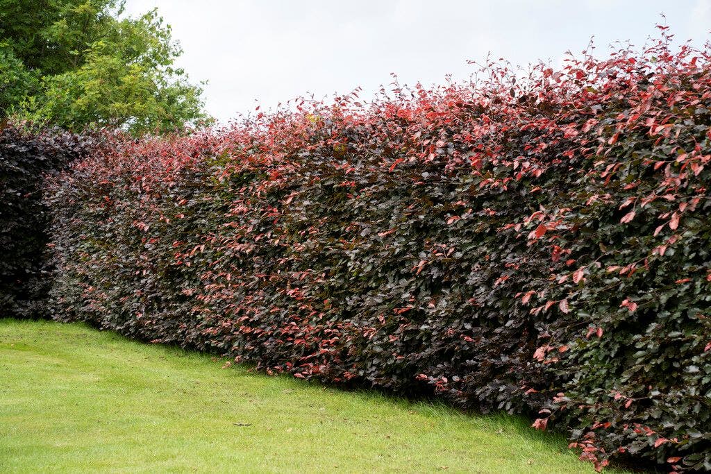  Rode Beukenhaag (Fagus Sylvatica 'Atropunicea')
