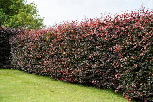  Rode Beukenhaag (Fagus Sylvatica 'Atropunicea')
