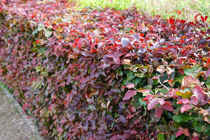  Rode Beukenhaag (Fagus Sylvatica 'Atropunicea')