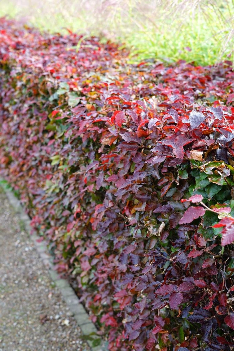  Rode Beukenhaag (Fagus Sylvatica 'Atropunicea')
