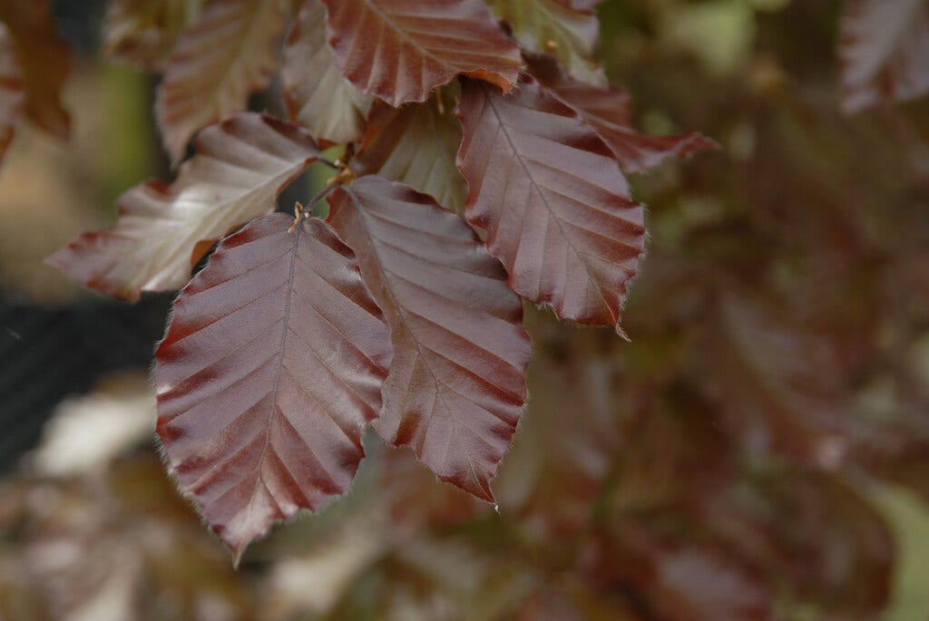  Rode Beukenboom (Fagus Sylvatica 'Atropunicea' )