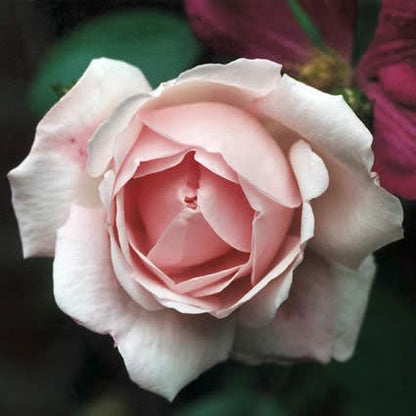  Klimroos (Rosa 'New Dawn')
