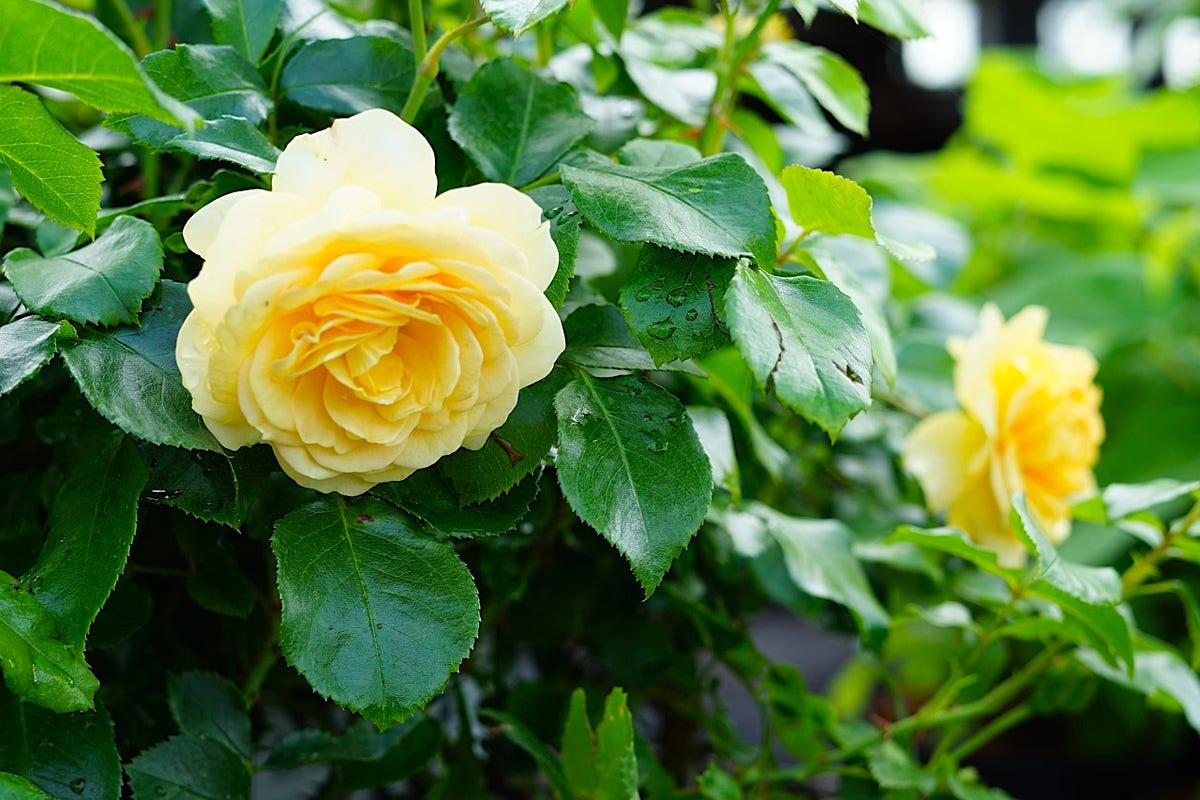  Trosroos (Rosa 'Indiane')