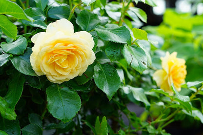  Trosroos (Rosa 'Indiane')