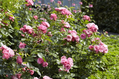  Trosroos (Rosa 'Leonardo Da Vinci')