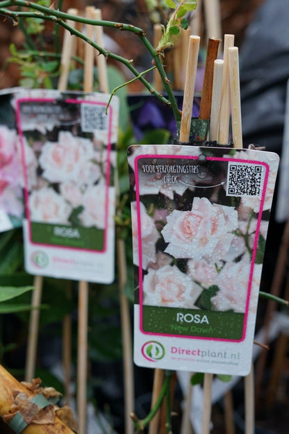  Klimroos (Rosa 'New Dawn')