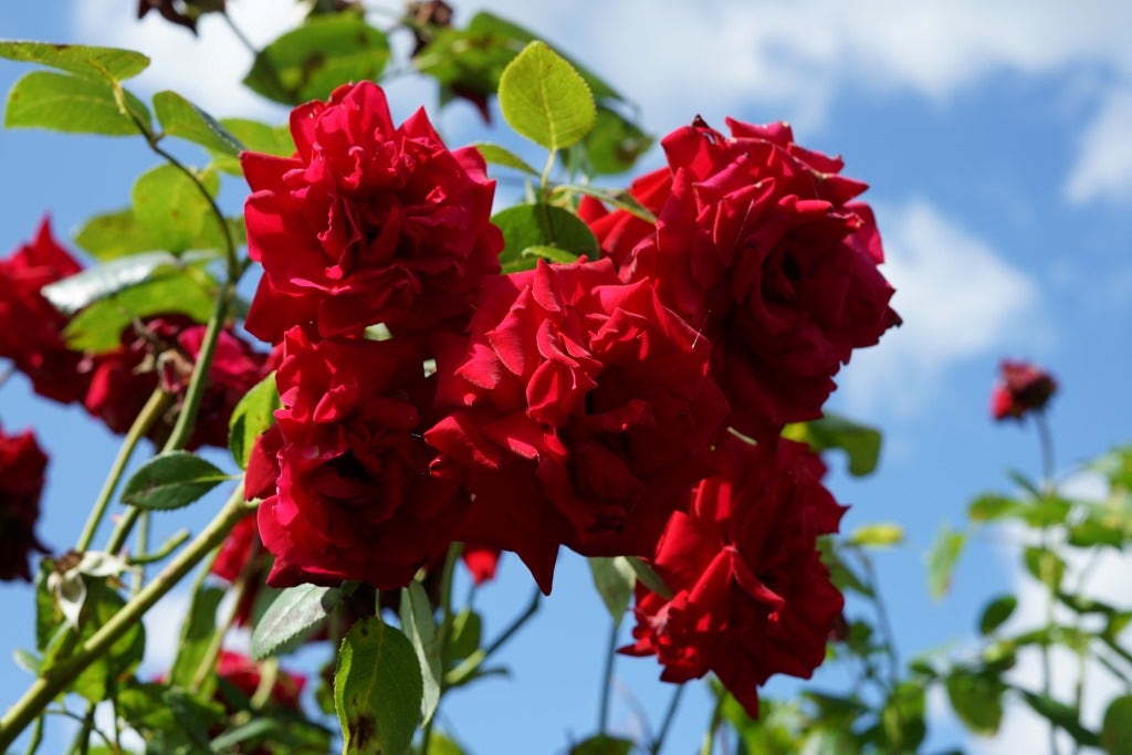  Klimroos (Rosa 'Velvet Star') 