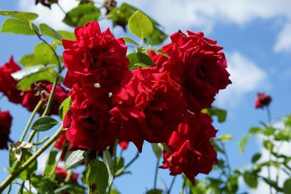  Klimroos (Rosa 'Velvet Star') 