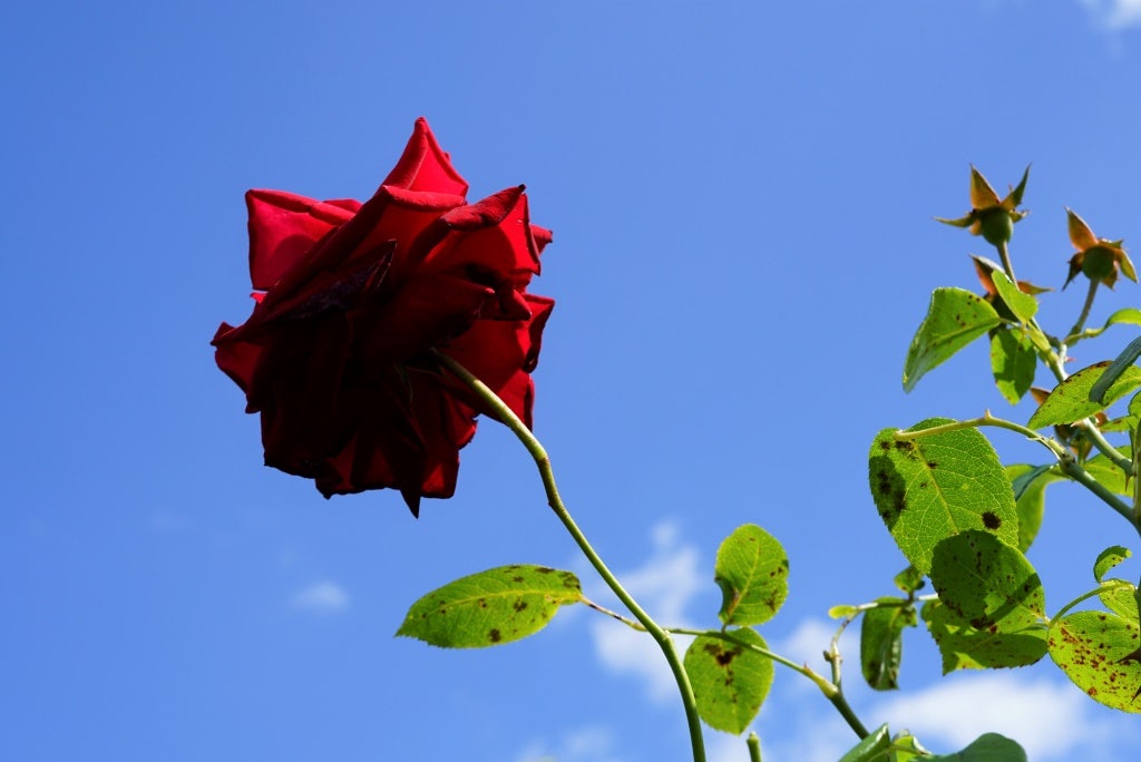  Klimroos (Rosa 'Velvet Star') 