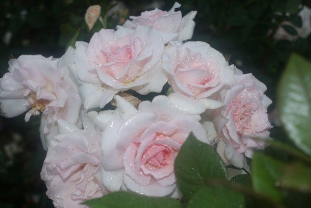  Grootbloemige Roos (Rosa 'A Whiter Shade Of Pale')