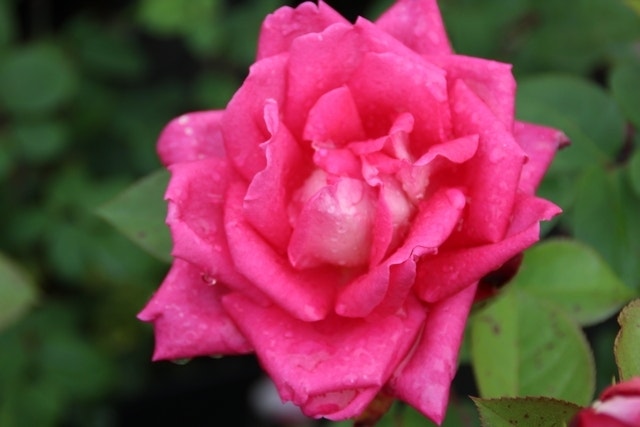  Grootbloemige Roos (Rosa 'Acapella')