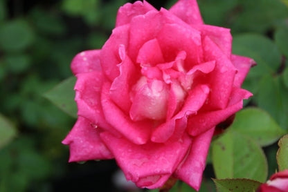  Grootbloemige Roos (Rosa 'Acapella')