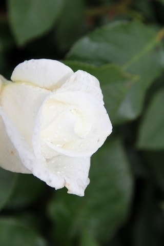  Grootbloemige Roos (Rosa 'Annapurna')